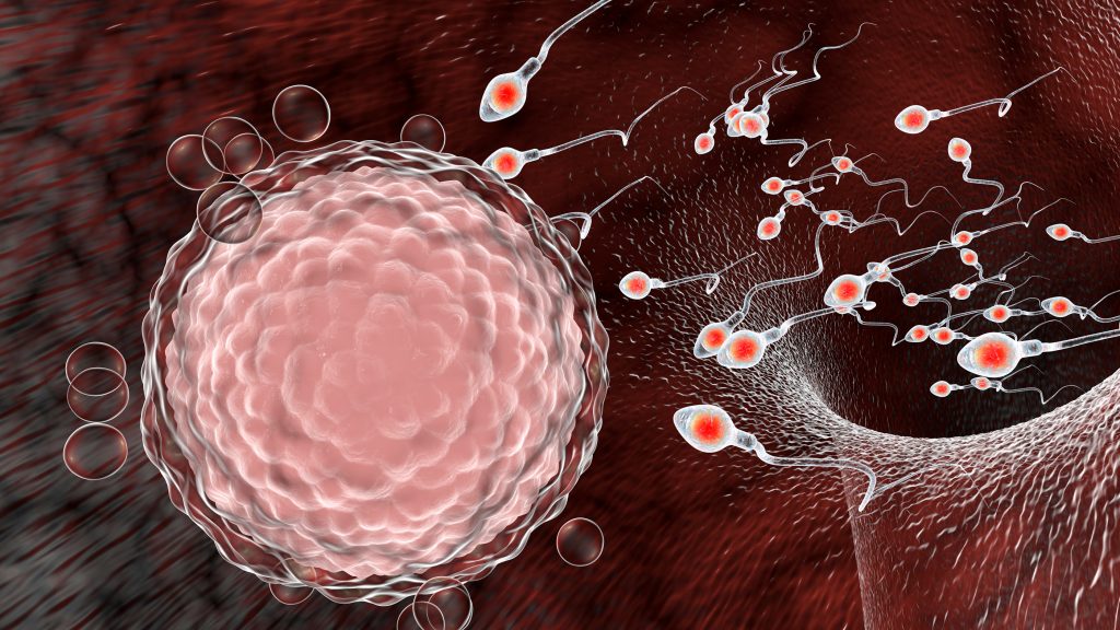 Coronavirus: What research has shown about the effects of mRna vaccines on sperm