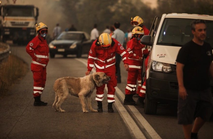 Varybobi Fire: Red Cross volunteers take care of a dog